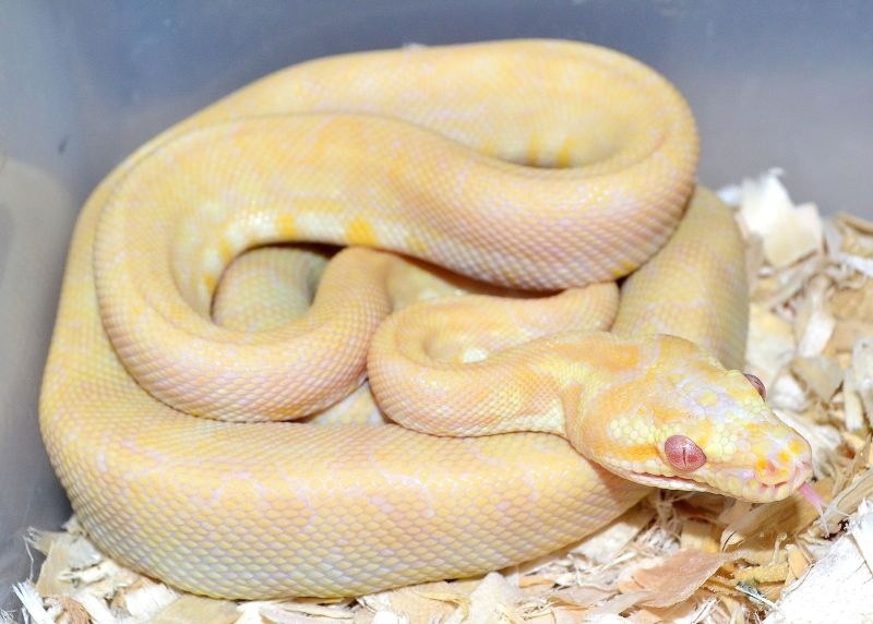 18 Albino Female SALE! Other Carpet Python by Constrictors Northwest ...