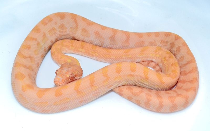 20 Albino Female Carpet Python2 Other Carpet Python by Constrictors ...