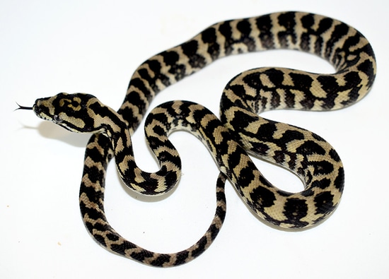Ivory X VV Jungle Jungle Carpet Python by Constrictors Northwest