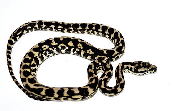 Ivory X VV Jungle Jungle Carpet Python by Constrictors Northwest