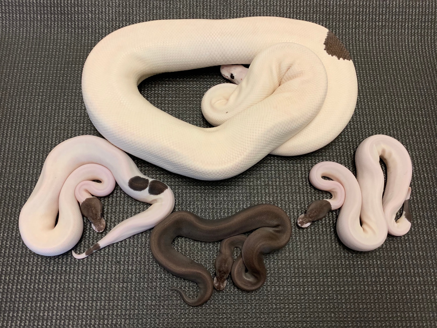 Panda Ball Python by Broadway Ball Pythons - MorphMarket
