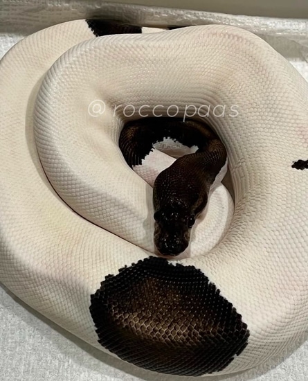 Black Pearl Pied Ball Python by Broadway Ball Pythons