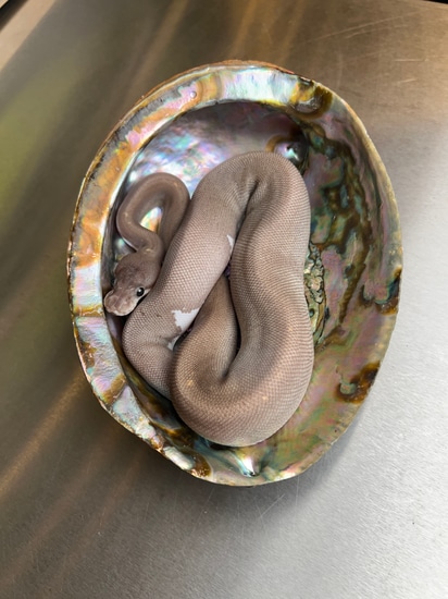 Super Cinnamon Butter/Lesser Fire 50% Het Pied Ball Python by Pandora’s ...