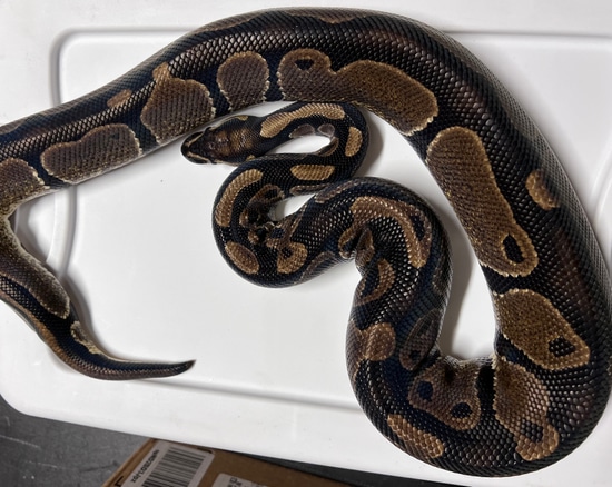 Normal 100% Het Piebald Ball Python by Pandora’s Exotic Reptiles