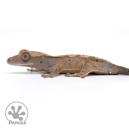 juvenile-possible-cappuccino-crested-gecko-cr-2178-by-pangea-reptile