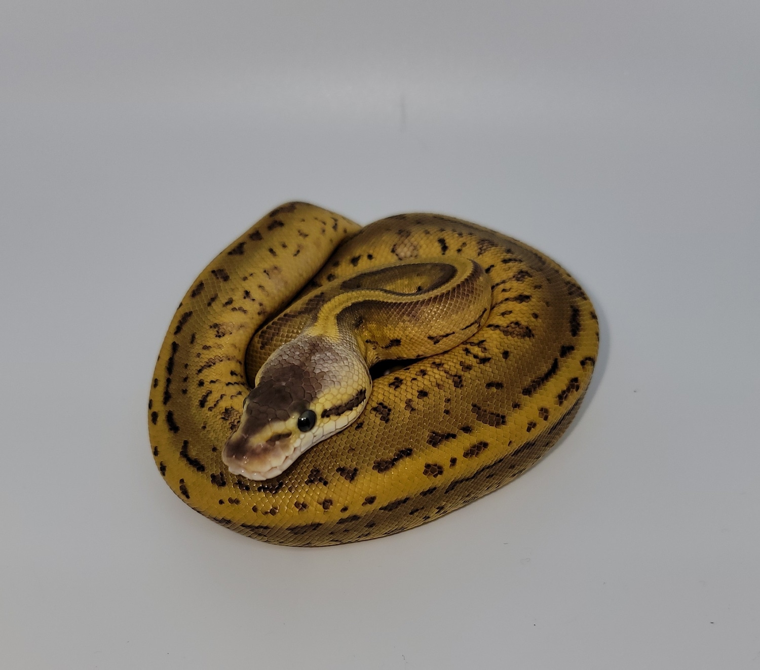 Leopard Lemonblast Asphalt/Specter Ball Python by Pantheon Reptiles ...