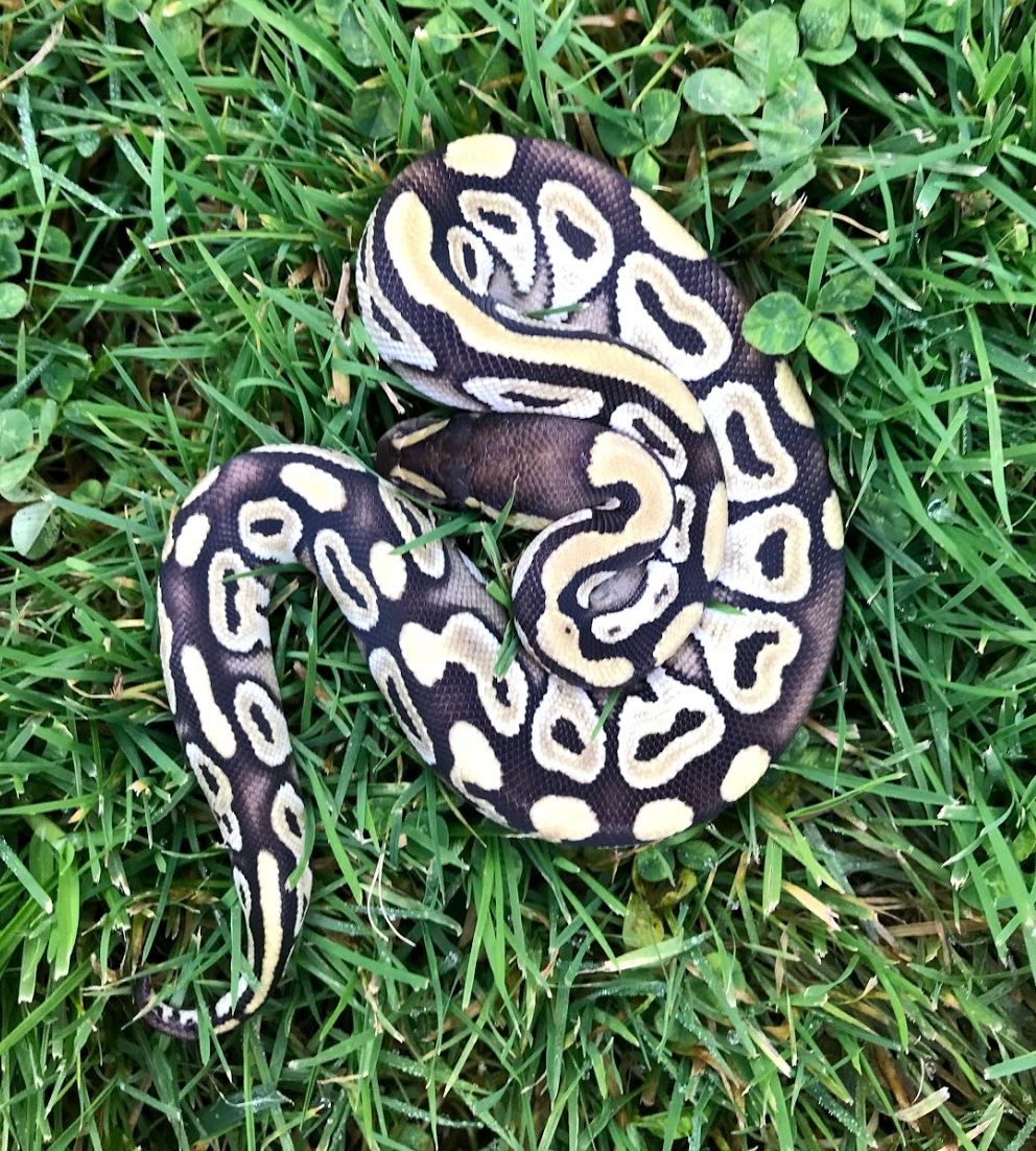 Gold Blush Mojave 100 Het VPI Axanthic 50 Ph Albino Ball Python by