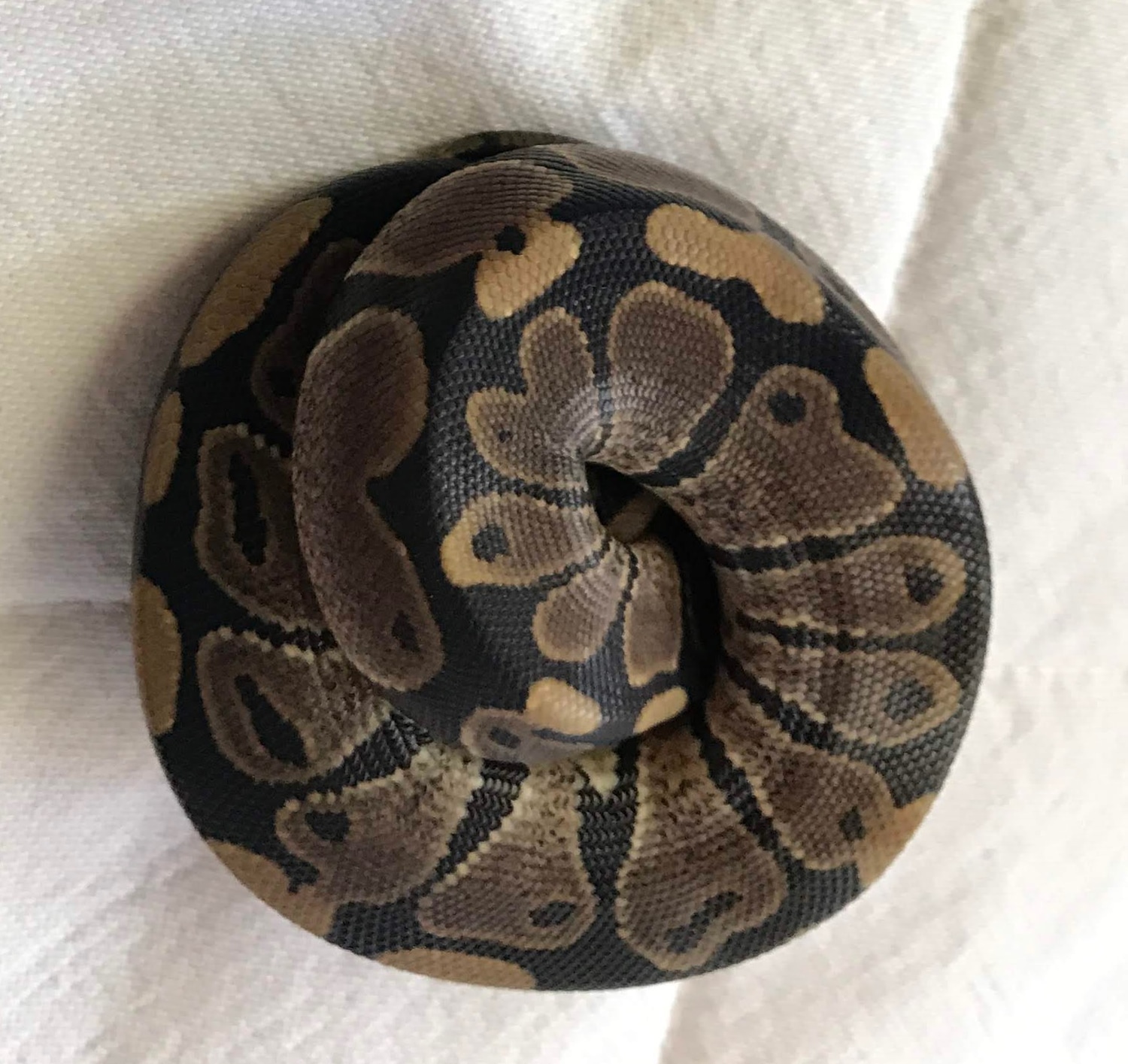 PAIR Of DH Desert Ghost / VPI Axanthic 50% Poss Het Albino Ball Python ...