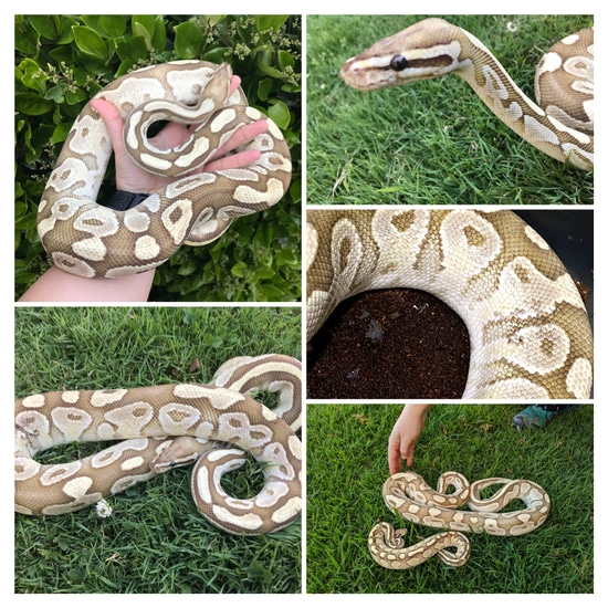 Sweet, Gorgeous, Proven Male Nuclear Ball Python by Papaya Pythons
