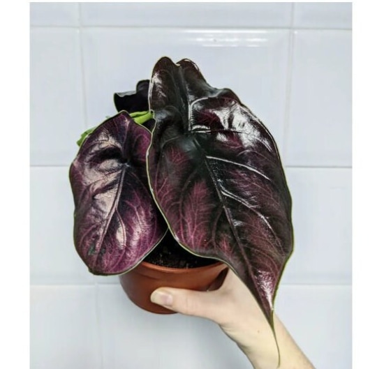 Alocasia Azlanii, Starter Plant Other Plant by Paper Crane Nursery