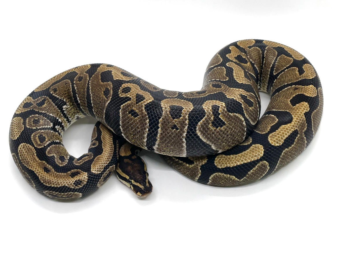 Het Paint Ball Python by Mutation Station Ball Pythons LLC MorphMarket
