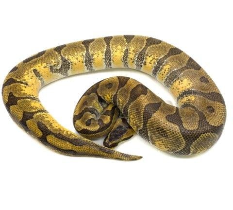 Super Enchi Ball Python by Mutation Station Ball Pythons LLC - MorphMarket