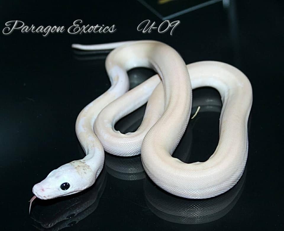 Ultra Ivory Tiger Poss. Het. Anery Reticulated Python by Paragon ...