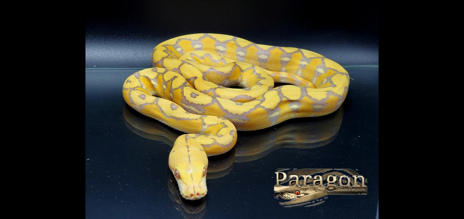 Purple Sunfire Reticulated Python by Paragon Exotics - MorphMarket