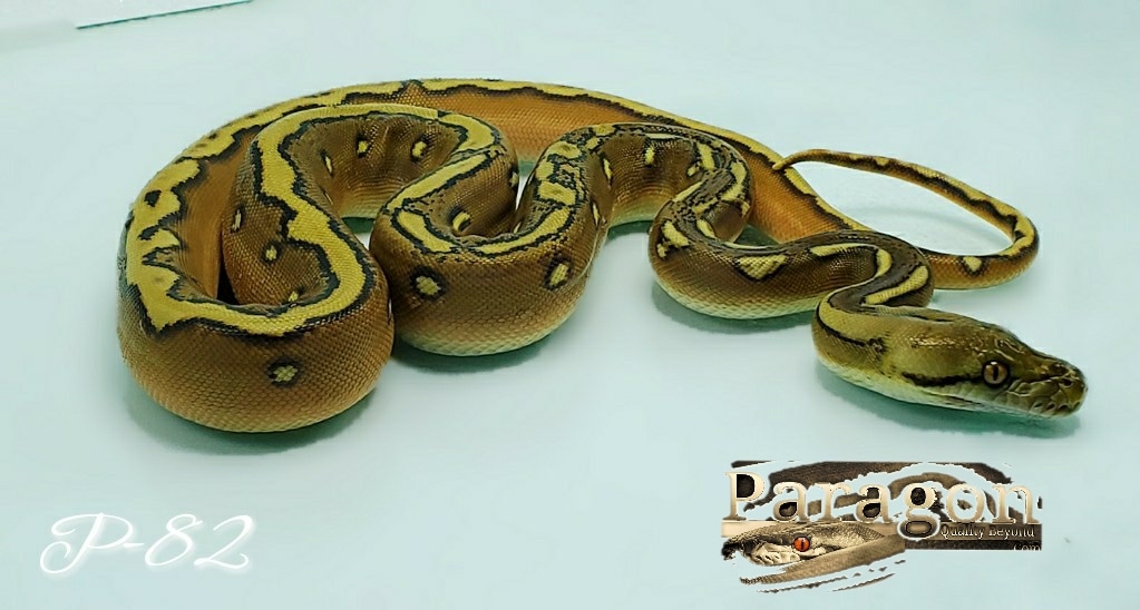 Phantom Sunfire Pos Het. Albino FREE SHIPPING Reticulated Python by ...