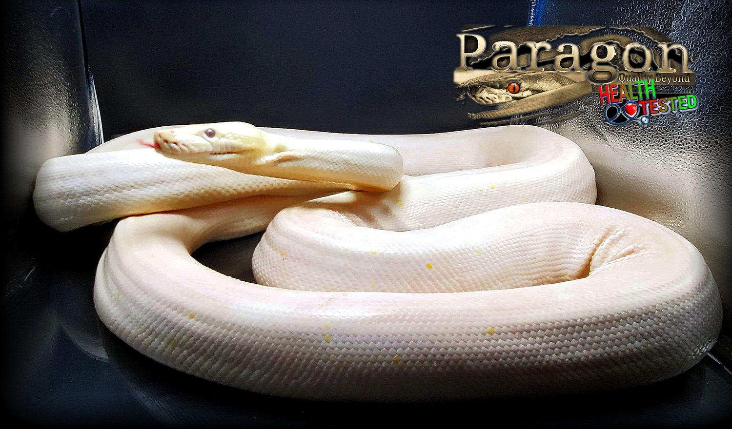 Super Motley Platinum Reticulated Python by Paragon Exotics - MorphMarket