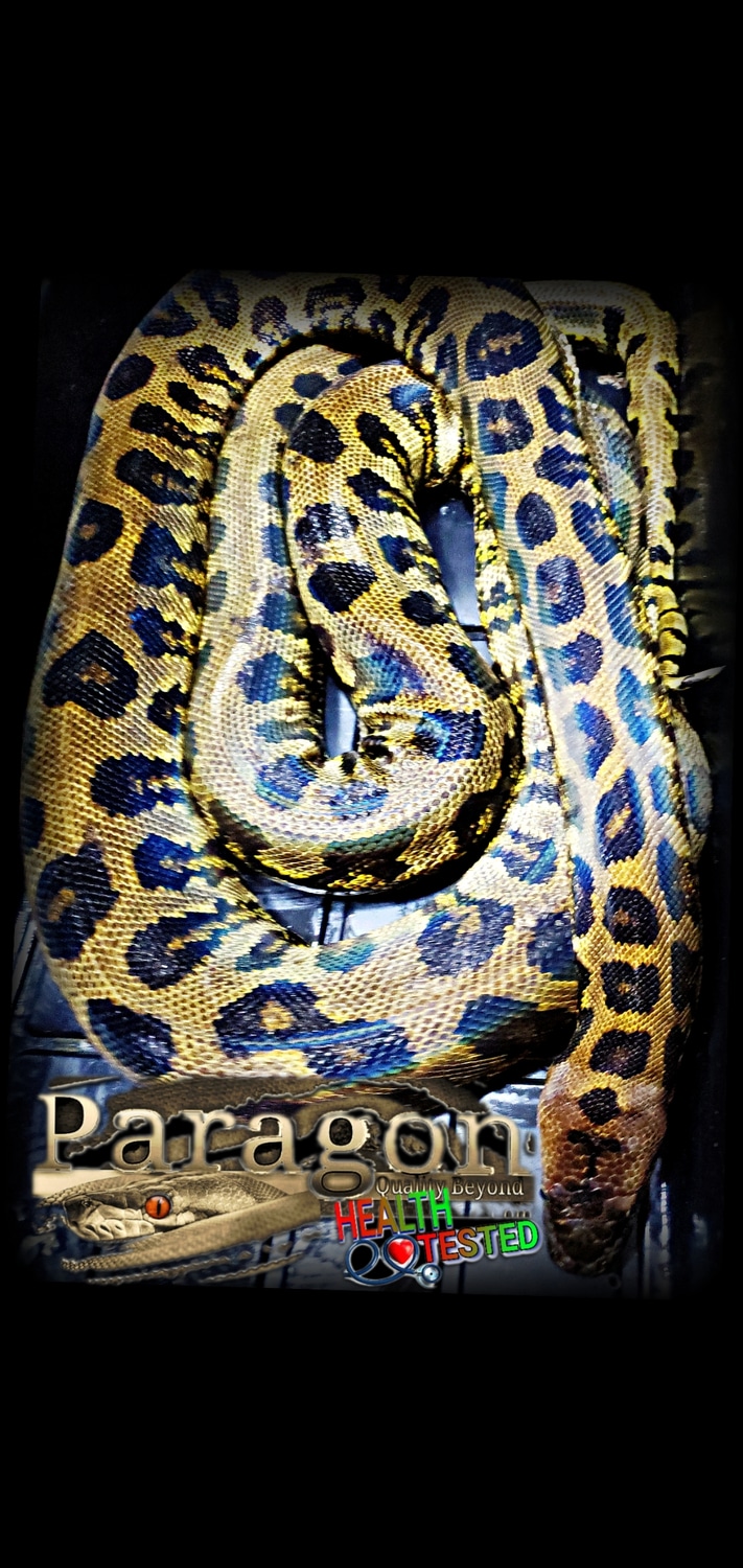 Bateater Burmese Python by Paragon Exotics - MorphMarket