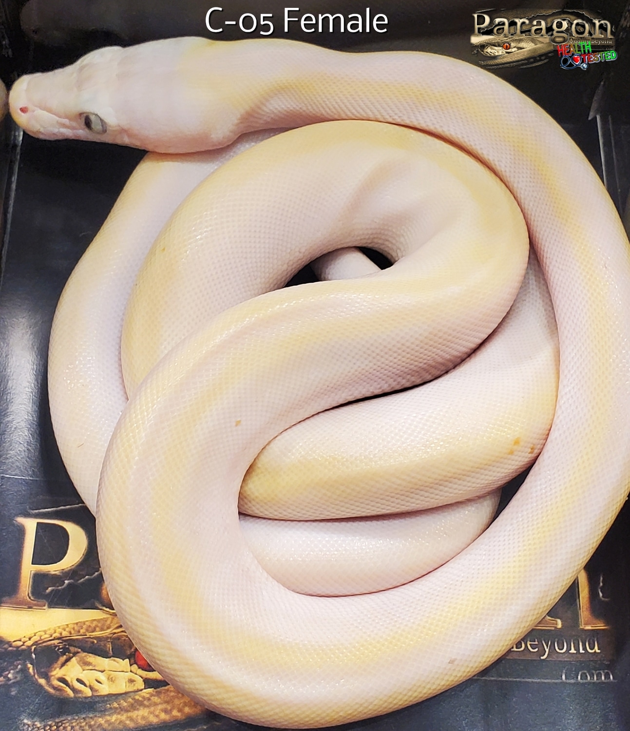 Cow Reticulated Python by Paragon Exotics - MorphMarket