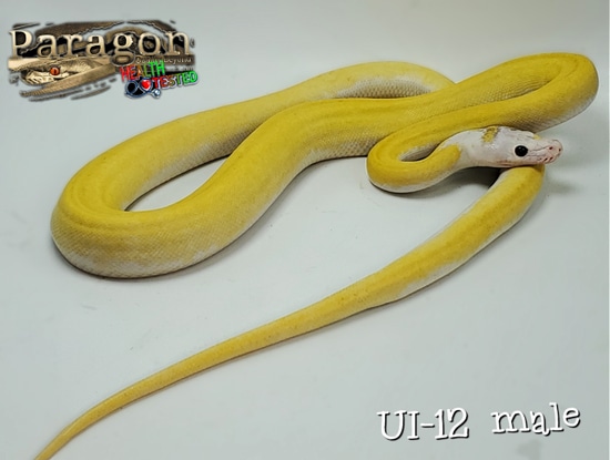 SALE 20%Off Ultra Ivory Tiger Reticulated Python by Paragon Exotics