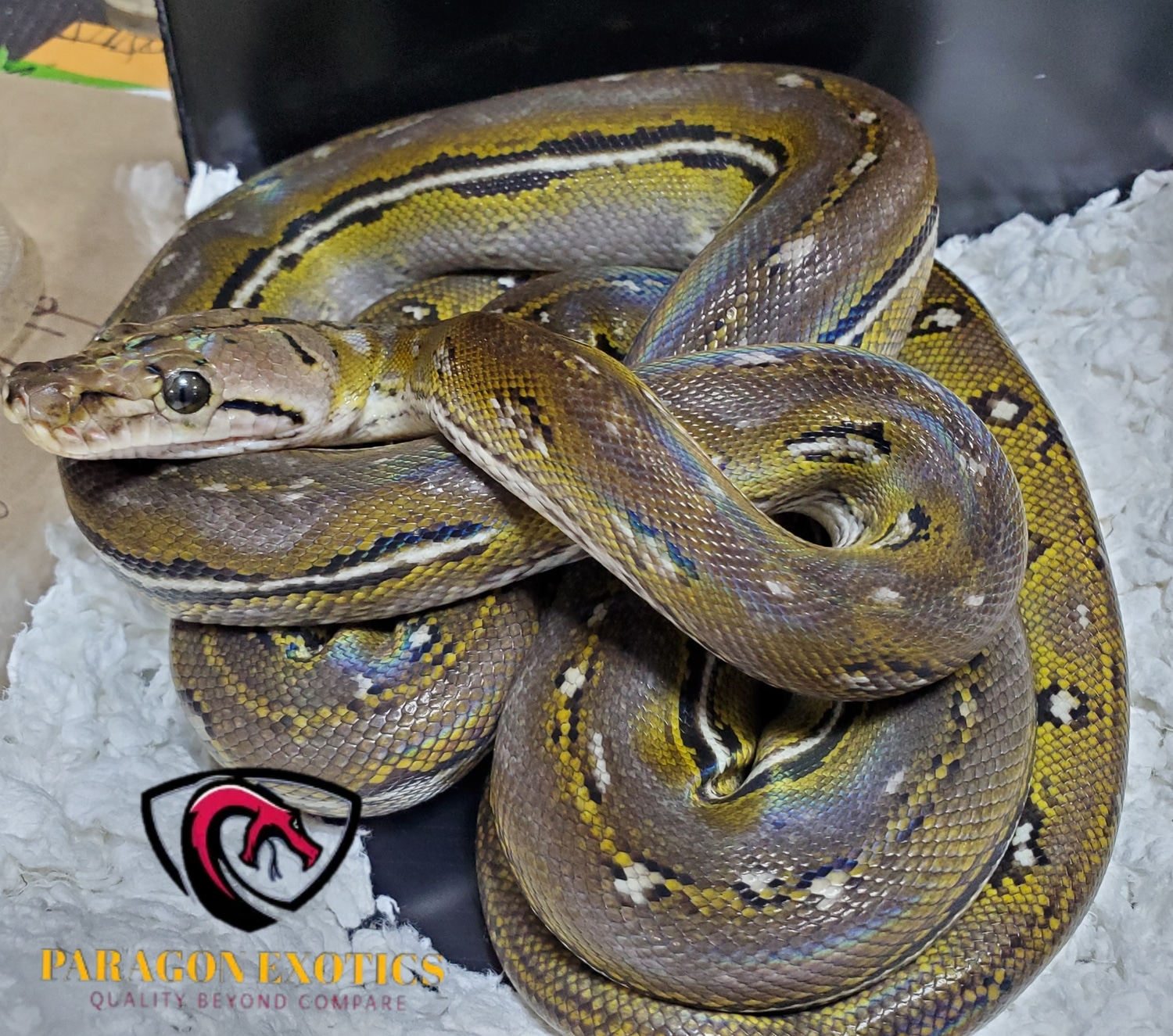 Anthrax Pos Marble Reticulated Python by Paragon Exotics - MorphMarket