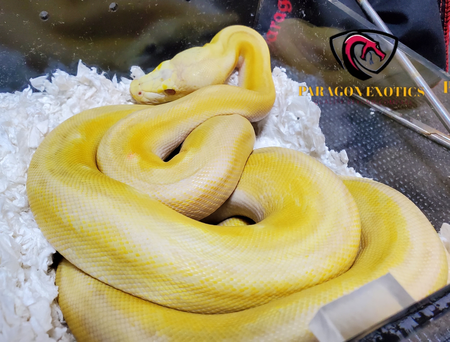 Lav. Phantom Sunfire Reticulated Python by Paragon Exotics - MorphMarket
