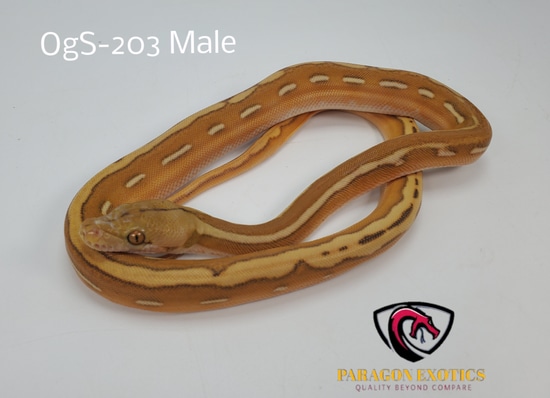 OGS Sun Gorgeous Reticulated Python by Paragon Exotics