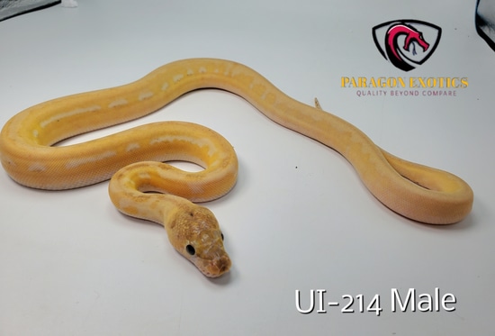 FREE SHIPPING Ultra Ivory Pos SSPM Male Reticulated Python by Paragon ...