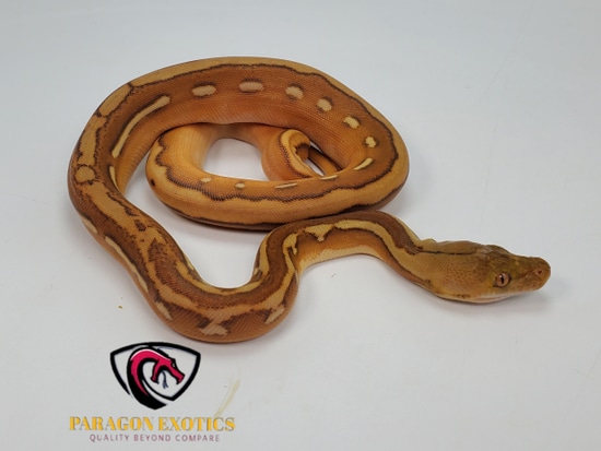 OGS Sun Stunning Female FREE SHIPPING Reticulated Python by Paragon Exotics