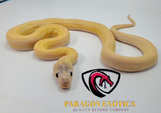 Ultra Ivory Pos SSPM FREE SHIPPING Reticulated Python by Paragon Exotics