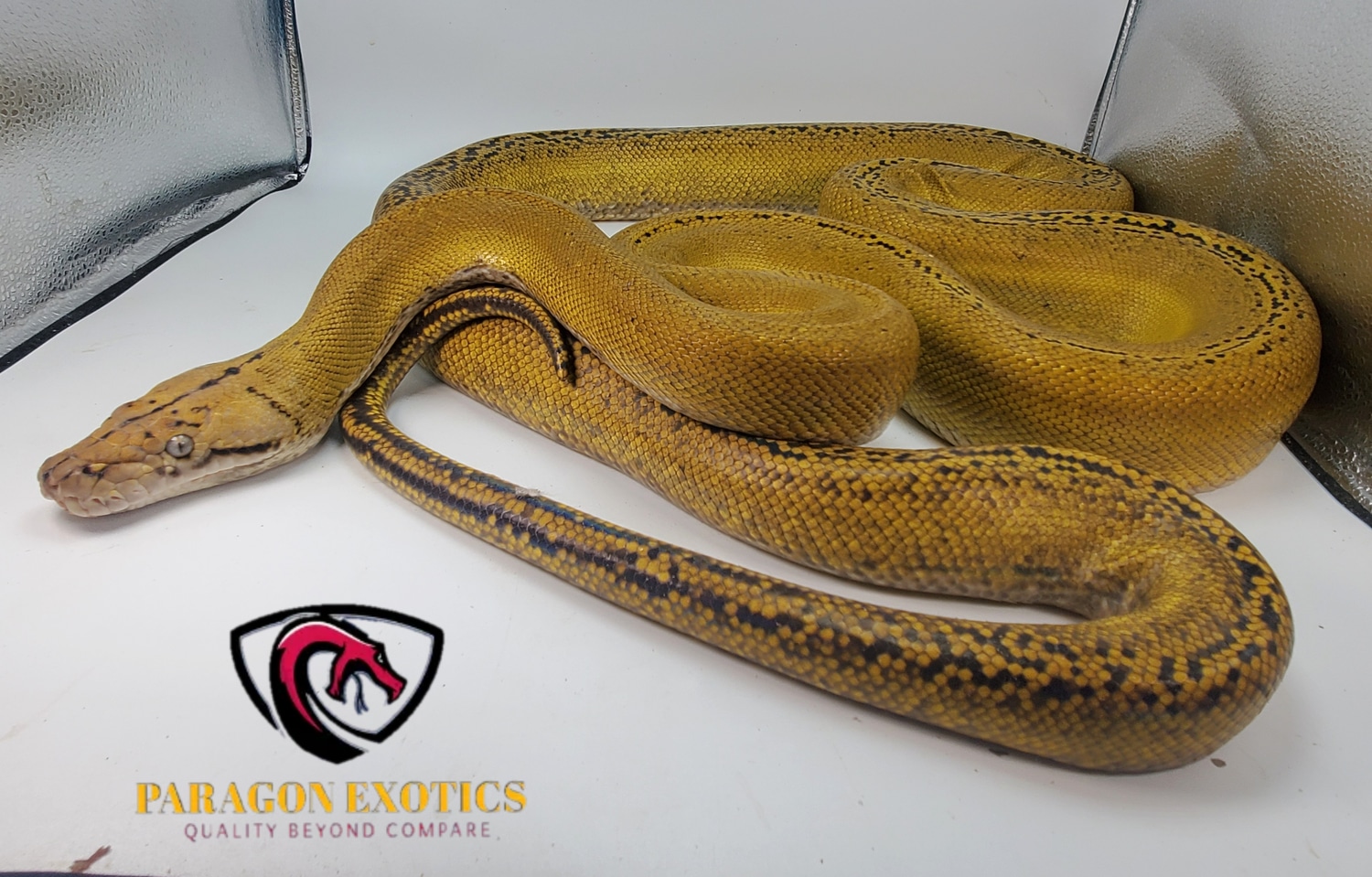 Platinum Goldenchild Reticulated Python by Paragon Exotics - MorphMarket