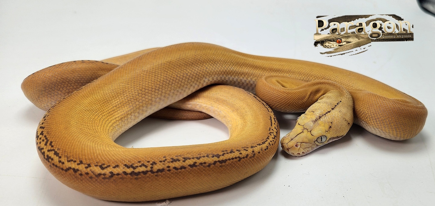 Mochino Platty GC Reticulated Python by Paragon Exotics - MorphMarket