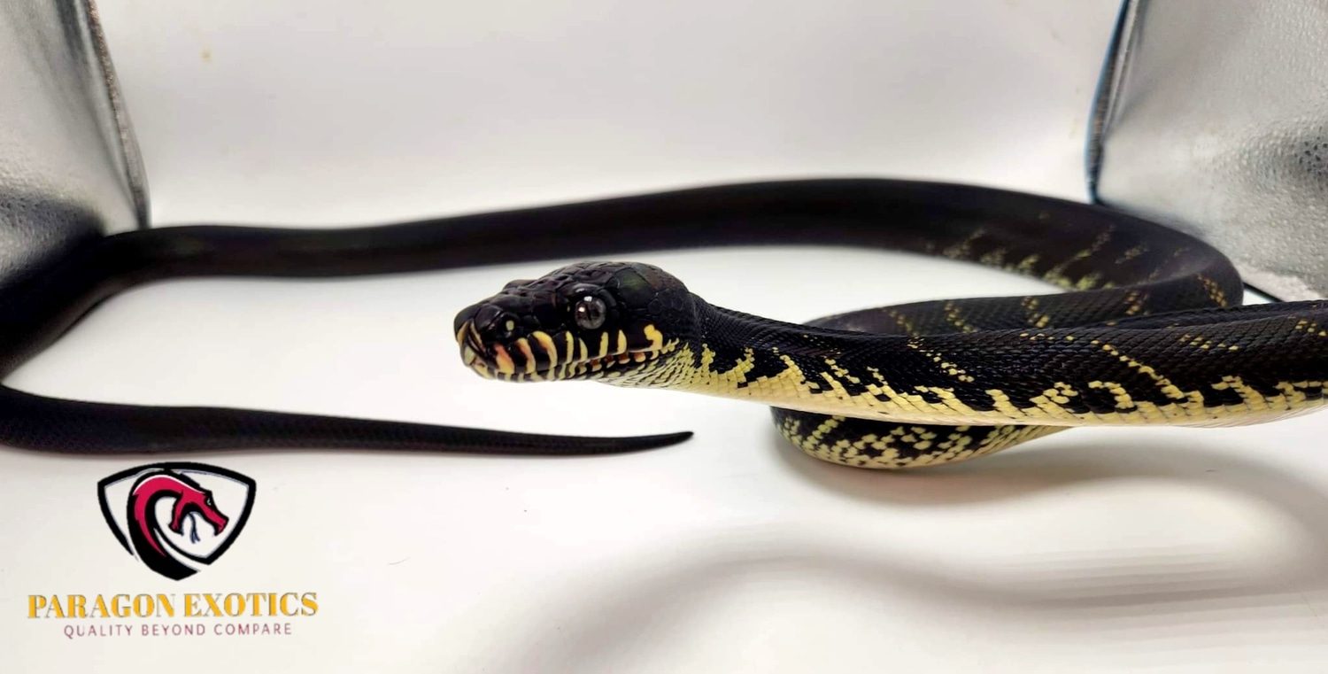 Boelen's Python..STUNNING by Paragon Exotics MorphMarket