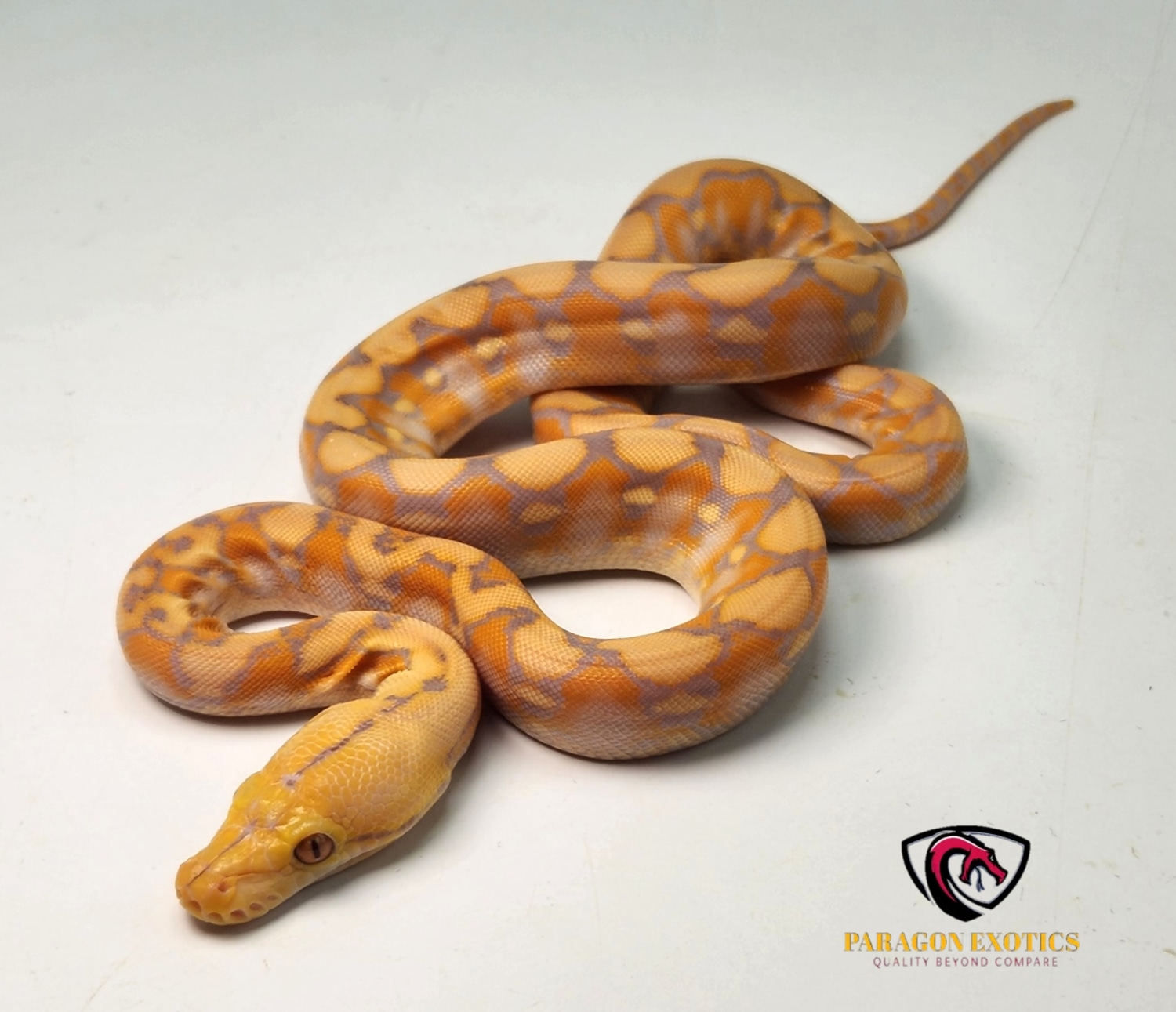 Stunning Purple Retic Reticulated Python by Paragon Exotics - MorphMarket