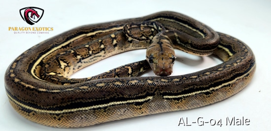 Stunning Anthrax Pos. Het Purple FREE SHIPPING Reticulated Python by ...