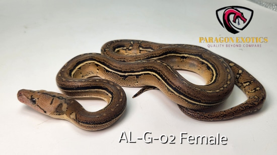 Anthrax Pos Het Purple FREE SHIPPING Reticulated Python by Paragon Exotics
