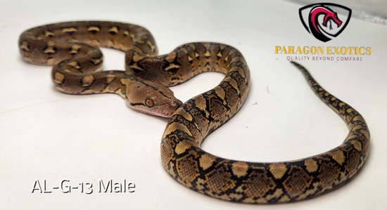 Graniteback Het Anthrax Pos Het Purple Reticulated Python by Paragon ...