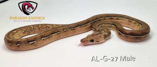 Lemonglow Anthrax Pos Het Purple FREE SHIPPING Reticulated Python by ...