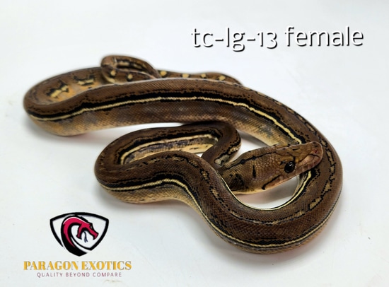 Anthrax Pos Het Alb Pos Het Citrus Reticulated Python by Paragon Exotics