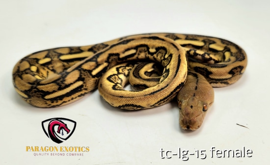 Tiger Het Anthrax Pos Het Albino Pos Het Citrus Reticulated Python by ...