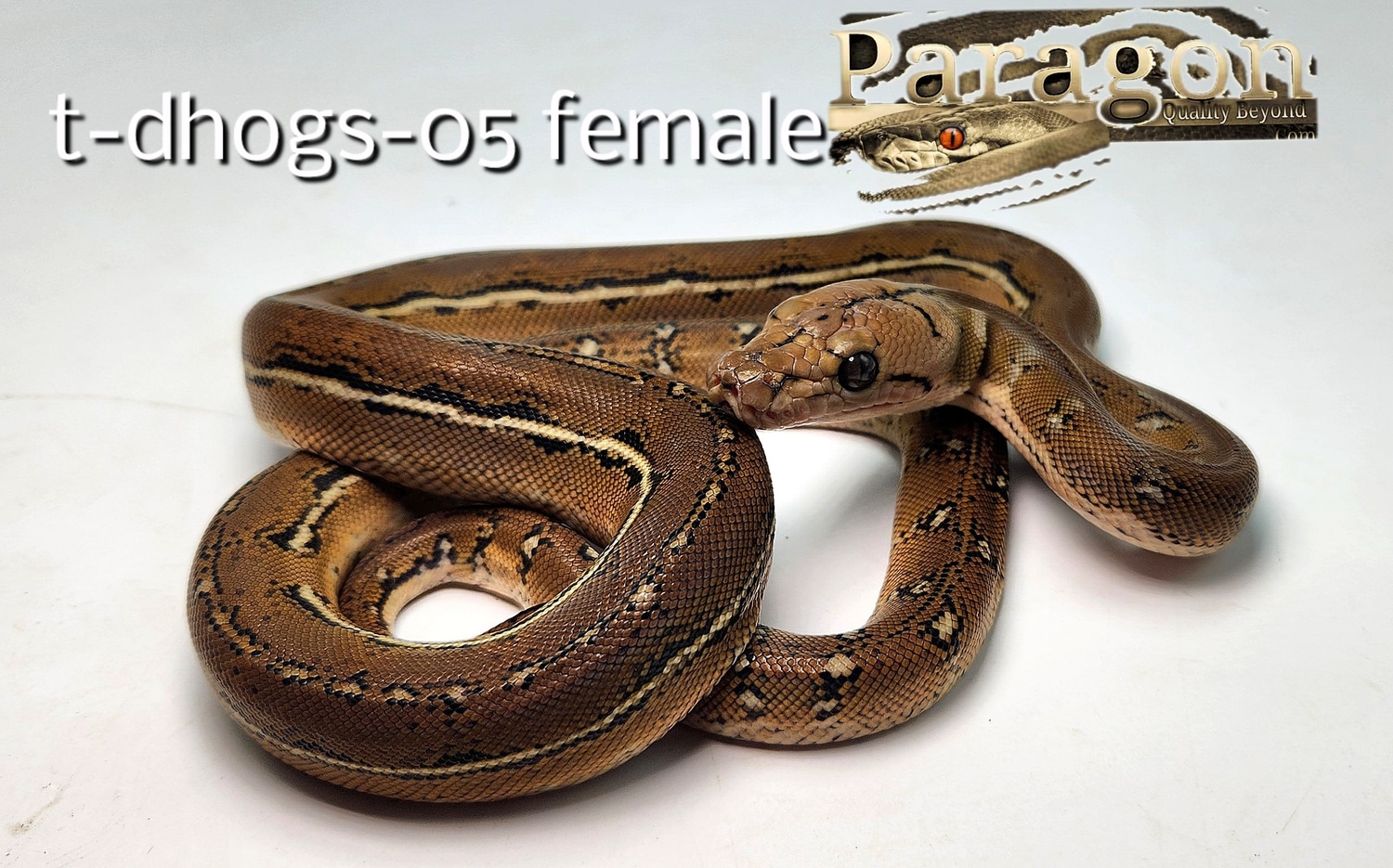 Anthrax 100% OGS Pos Het Alb Reticulated Python by Paragon Exotics ...