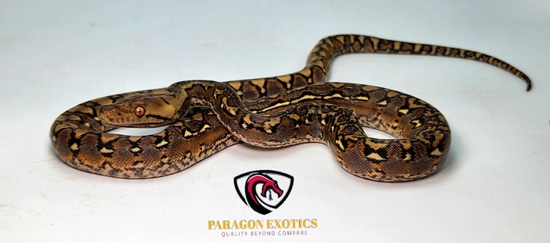 Marble Pos Het Alb Reticulated Python by Paragon Exotics