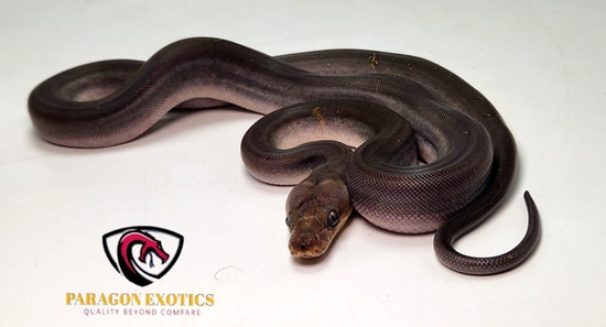 Paradox Super Motley Pos MAAP Reticulated Python by Paragon Exotics