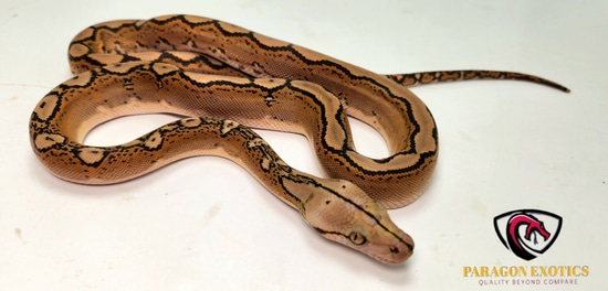 Mochino Motley Sun Reticulated Python by Paragon Exotics