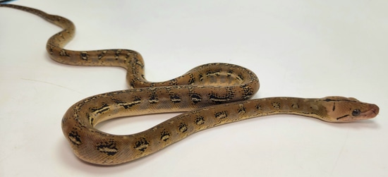 Lemonglow Marble Anthrax 66% Pos Het Purple Reticulated Python by ...