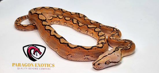 Beautiful Motley Mochino Reticulated Python by Paragon Exotics
