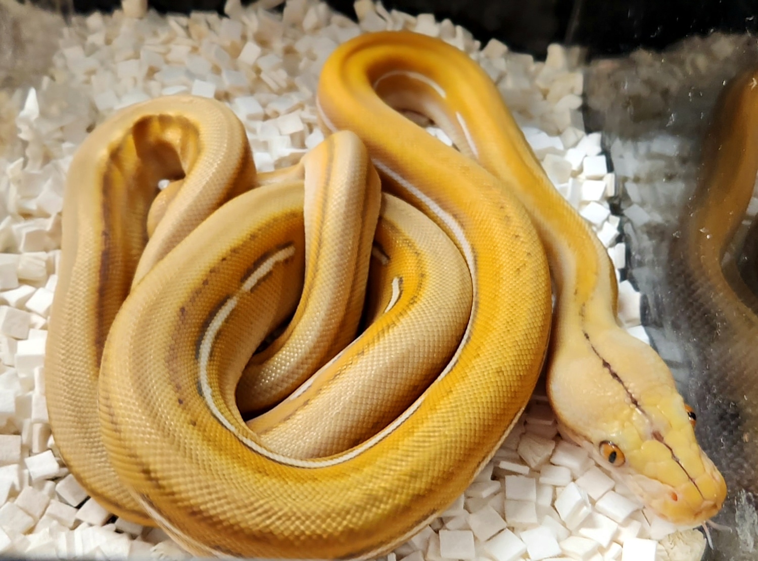 Mochino Motley Tiger Titanium Reticulated Python by Paragon Exotics ...