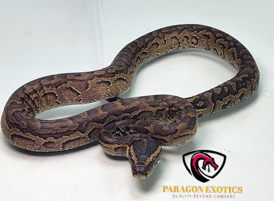 Cbb African Rock Python FREE SHIPPING by Paragon Exotics