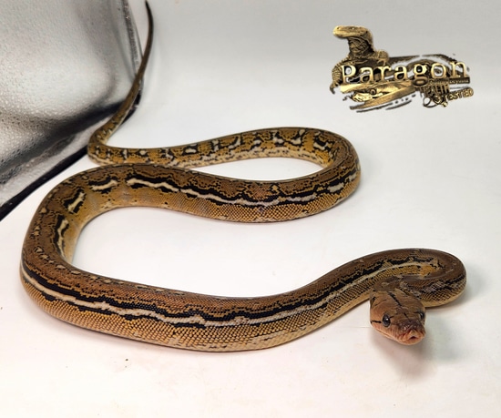 NICE Anthrax Male Reticulated Python by Paragon Exotics