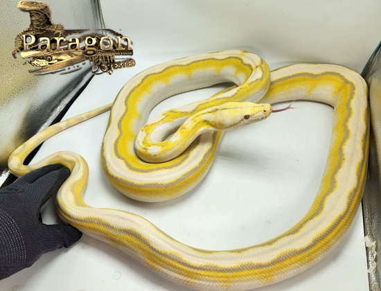 Lavender Motley Sun Reticulated Python by Paragon Exotics