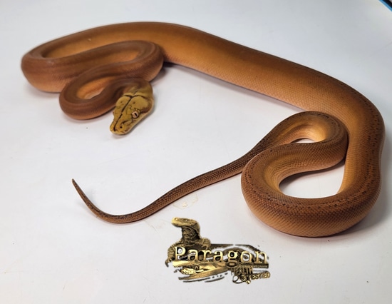 ORANGE GHOST STRIPE GC Pos Het Purple Pos Het Anthrax Reticulated ...